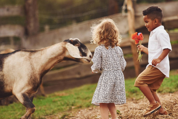 Good sunny weather. Cute little african american boy with european girl is on the farm with goats. - Foto, Imagen