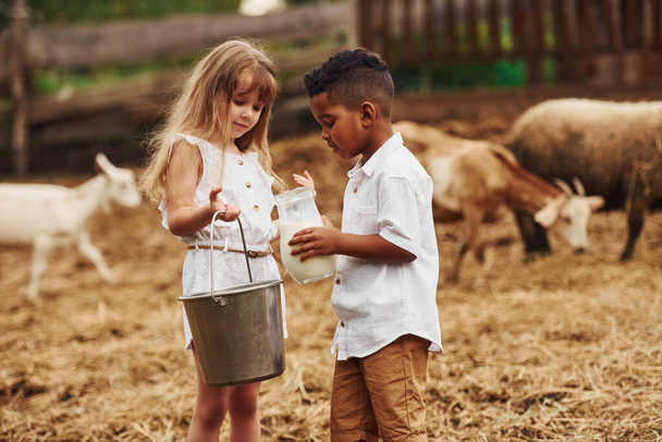 Holding milk. Cute little african american boy with european girl is on the farm with goats. - Fotografie, Obrázek