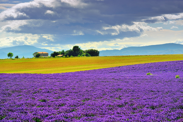 Provence rural landscape - Foto, Bild