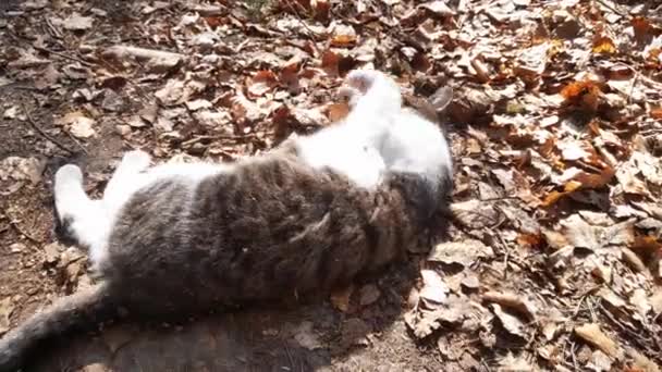 Kot leży na ziemi i rzuca i obraca się z boku na bok. Domowe zwierzęta. Uczuciowy kot - Materiał filmowy, wideo