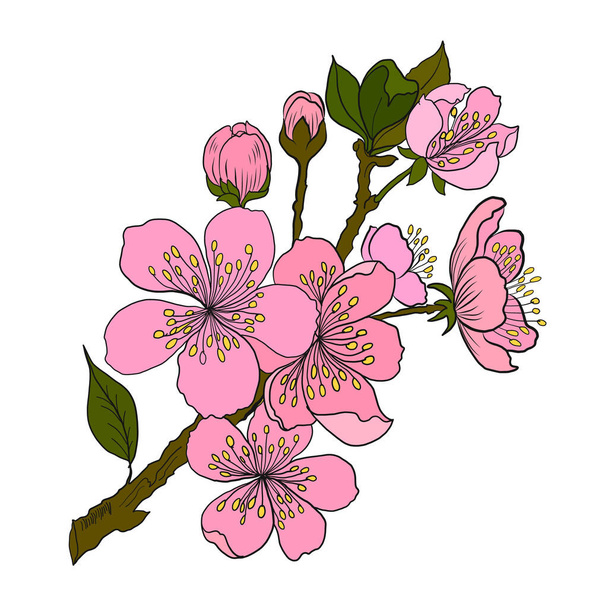 Gałąź kwiat wiśni na białym.Ilustracja wektora Sakura Kwiat, Nicea Kwiat brzoskwini izolowany wektor.. - Wektor, obraz