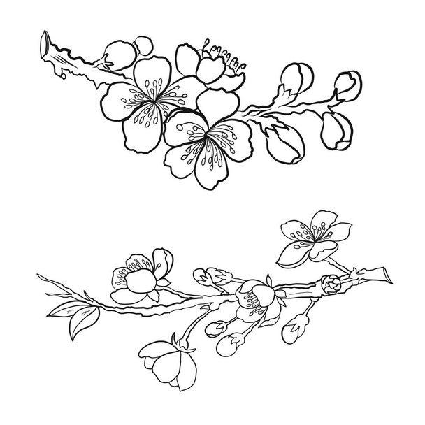 Tak van Cherry bloesem op wit.Vector illustratie Sakura Bloem, Mooie Perzik bloesem geïsoleerde vector.Japanse bloemen. - Vector, afbeelding
