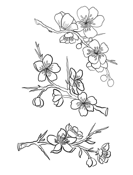 Rama de flor de cerezo en blanco.Ilustración vectorial Flor de Sakura, Niza flor de melocotón vector.Japanese aislado floral. - Vector, Imagen