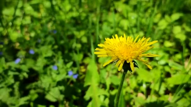Flor silvestre de diente de león amarillo de cerca sobre un fondo de verde borroso - Metraje, vídeo