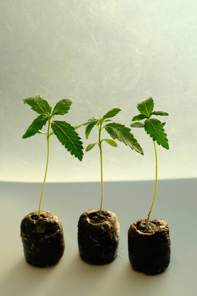 Cannabis Seed Kezdve kókusz Coir Pellets. Marihuána termesztés. Babakender közelkép. - Fotó, kép