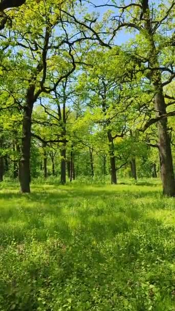 Monet tammi puita kirkkaan tuoreita vihreitä lehtiä kasvaa metsässä. - Materiaali, video