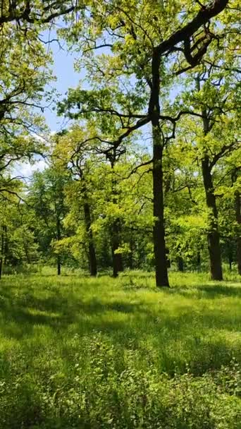 Monet tammi puita kirkkaan tuoreita vihreitä lehtiä kasvaa metsässä. - Materiaali, video