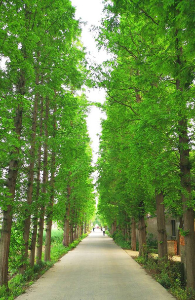 green trees in the park - Foto, imagen