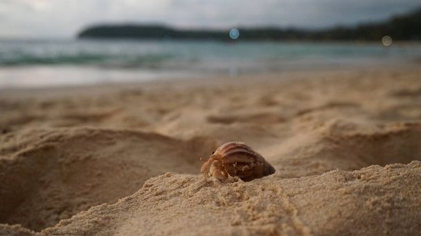 kluizenaar krab met schattige ogen loopt op het zand. - Foto, afbeelding