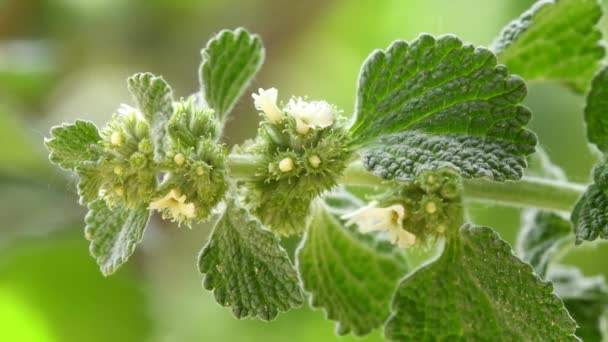  Horehound, medicinal plant with flower - Footage, Video