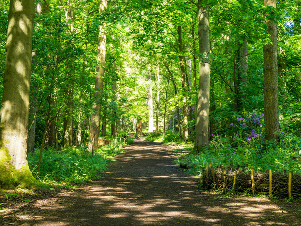 Caminos entre árboles verdes a la luz del sol de primavera - Foto, imagen