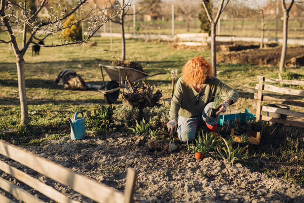 caucasian middle aged woman planting flowers in her backyard garden - Foto, imagen