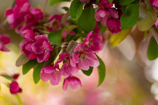 delicate flowers of pink tree on an abstract background. Delicate artistic photo. selective focus.  - 写真・画像