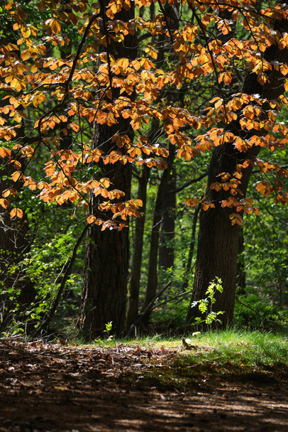 Лес видит сквозь бук с оранжево-красными листьями весной, под солнечным светом небольшой горный пепел с зелеными листьями. Амерсфорт, Нидерланды, 2022 год - Фото, изображение