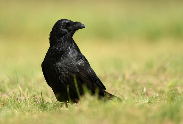 Raven ( Corvus corax ) close up - Photo, Image