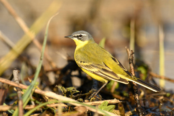 Pájaro de cola amarilla en campo de violación (Motacilla flava ) - Foto, imagen