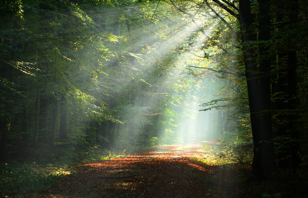 Прекрасний сонячний ранок у зеленому лісі
 - Фото, зображення