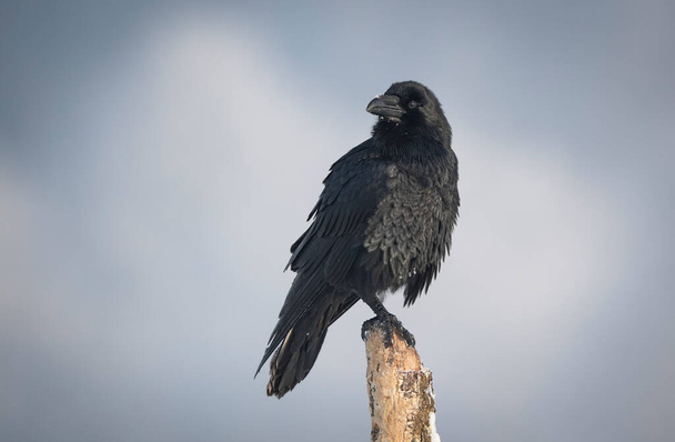 Равен (Corvus corax) крупным планом - Фото, изображение