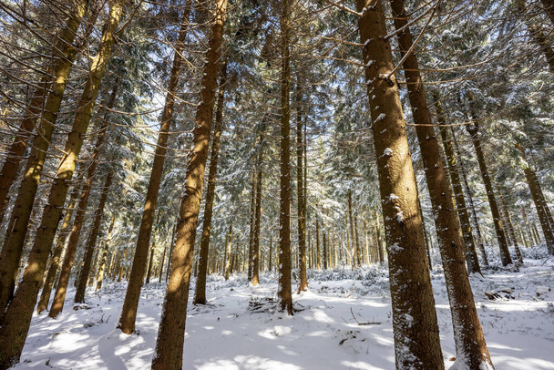 Tél a thüringiai erdőben. Németország - Fotó, kép