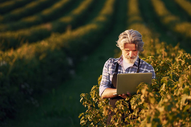 Holding laptop. Portrait of senior stylish man with grey hair and beard on the agricultural field. - Foto, immagini