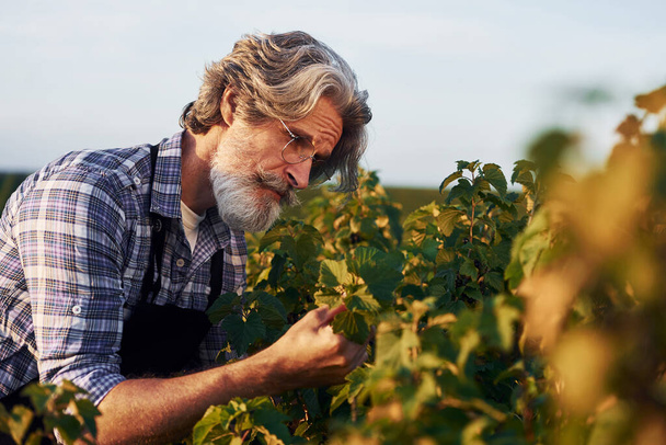 Working with harvest. Portrait of senior stylish man with grey hair and beard on the agricultural field. - Fotoğraf, Görsel