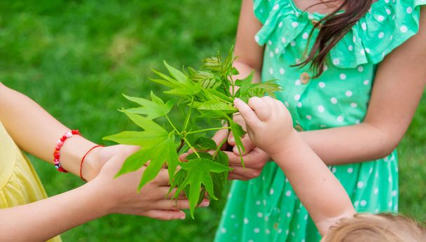 Uma criança planta uma planta no jardim. Focus.nature seletivo - Foto, Imagem