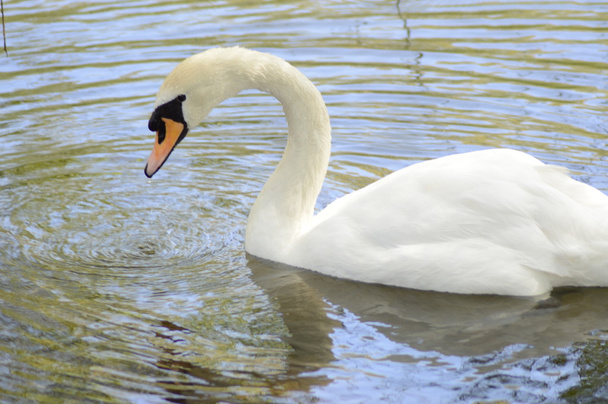 White swan  Water - Фото, изображение