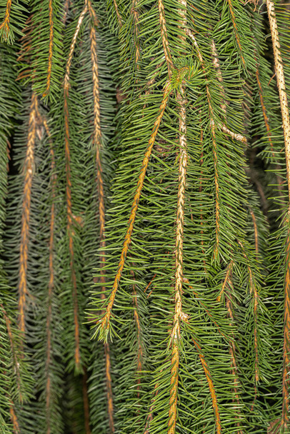 Leaves of Cobra Weeping Norway Spruce (Picea abies) - Photo, Image