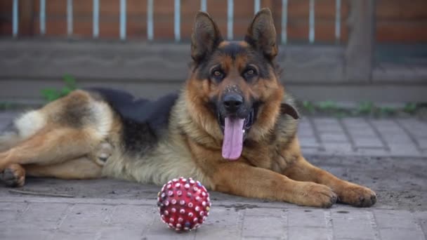 Beautiful german shepherd dog outdoor - Metraje, vídeo