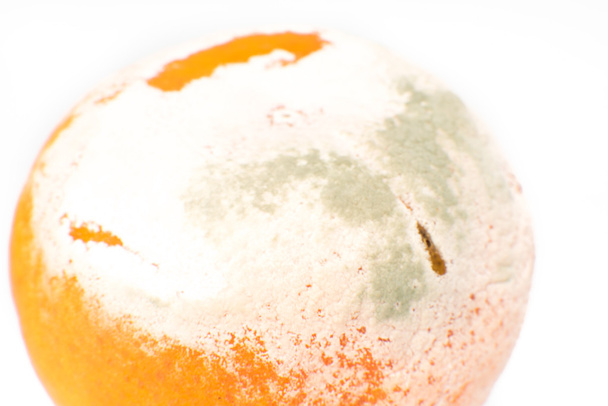 腐った臭い菌型オレンジ - 写真・画像