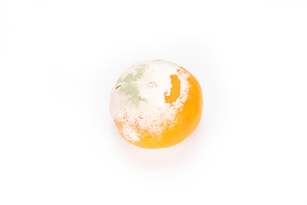 Śmierdząca zgniłego grzyba pleśń Orange - Zdjęcie, obraz