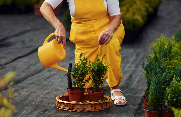 Close up view. Senior woman is in the garden at daytime. Conception of plants and seasons. - Photo, image