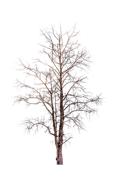 Kuollut puu eristetty
 - Valokuva, kuva