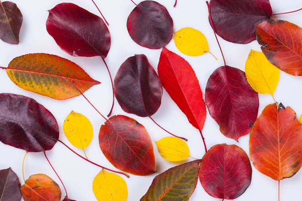 πολύχρωμα φθινοπωρινά φύλλα - Φωτογραφία, εικόνα