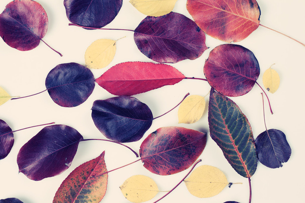 Colorful autumn leaves - Foto, imagen