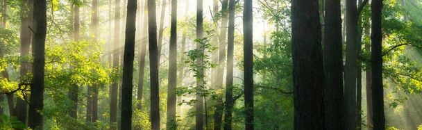Hermosa mañana en el bosque - Foto, Imagen