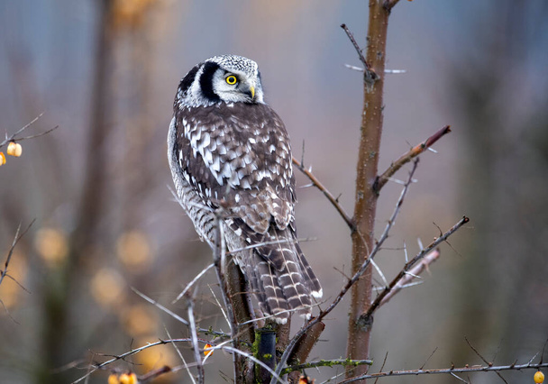 Northern Hawk Owl ( Surnia ulula ) - Photo, Image