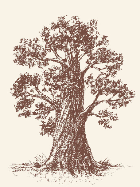 Old tree - Vecteur, image