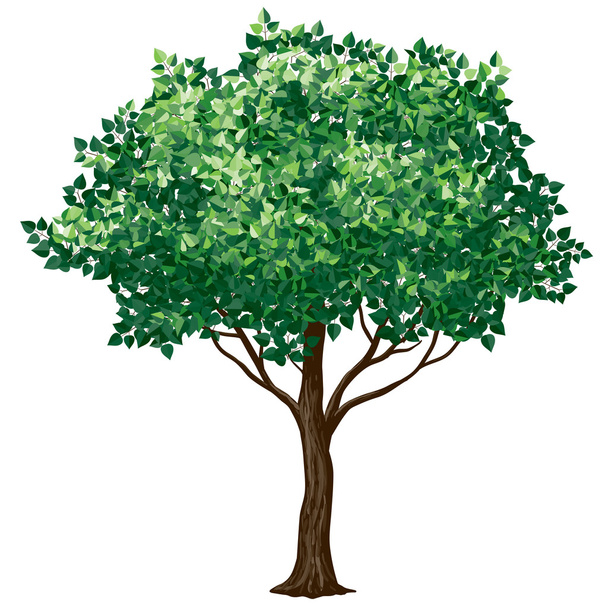 Foliage tree - Vecteur, image