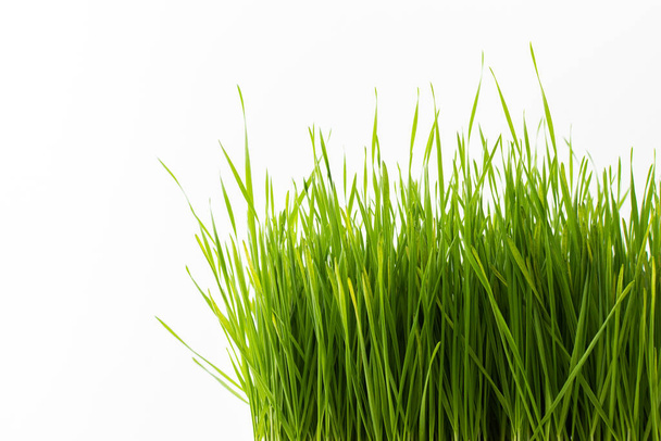 Vegetable greens of wheat, useful microgreen close-up , organic animal food - Fotoğraf, Görsel