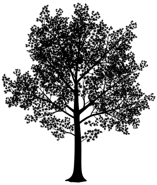 Maple silhouette - Vecteur, image