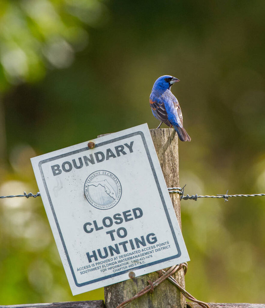 pájaro grosbeak azul macho - Passerina caerulea - encaramado en poste de valla de madera de alambre de púas sin signo de caza - Foto, imagen