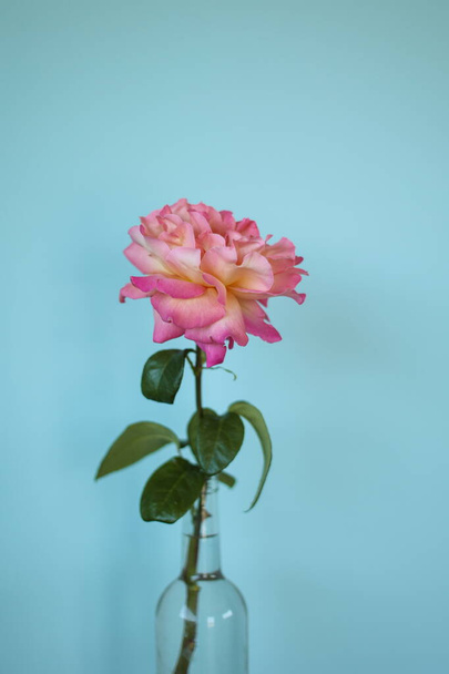 One big pink orange rose flower with selective focus in transparent glass vine bottle against blurred blue stucco plaster wall background. Spring or Easter elegant greetings card - Fotoğraf, Görsel