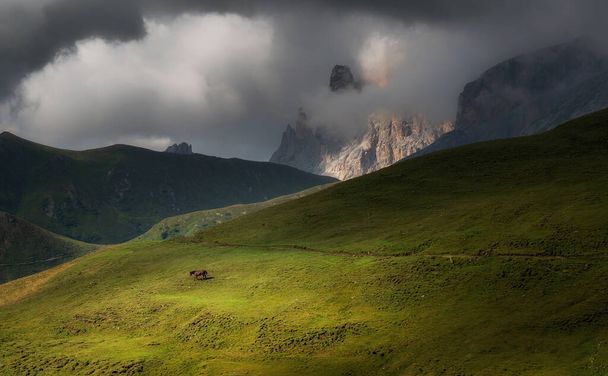 Horse in the Dolomites mountains - Photo, Image