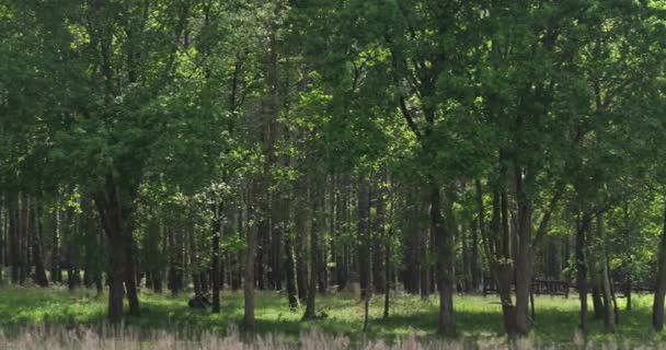 Las Landes, Nouvelle Aquitaine, Francja. Las Landes to największy sztuczny las w Europie Zachodniej. - Materiał filmowy, wideo