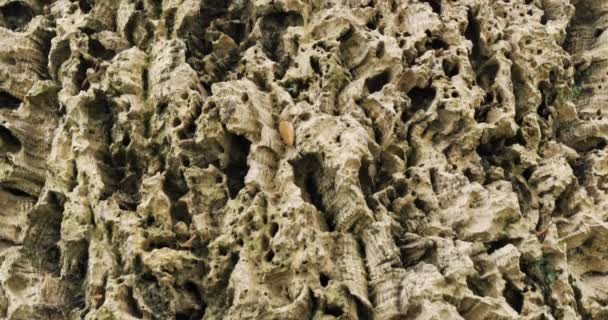 コルク樫の木の樹皮の詳細 - 映像、動画