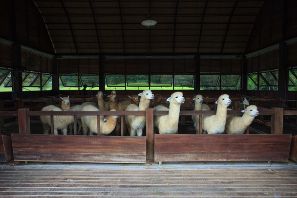 llama alpacas en granja
 - Foto, Imagen