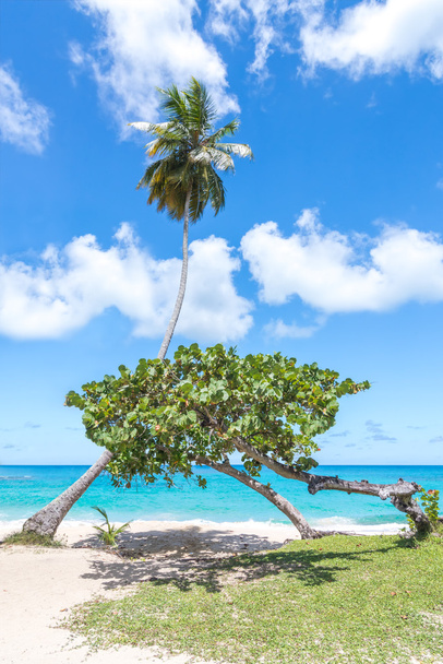 Пальма и ещё одно маленькое дерево на изумительно красивом пляже
 - Фото, изображение