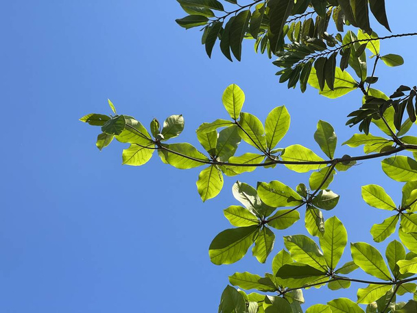 fresh green Bengal almond tree in nature garden - Foto, imagen