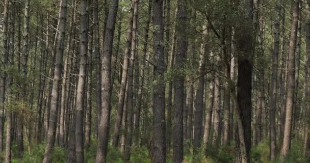 La forêt des Landes, Nouvelle Aquitaine, France. La forêt des Landes est la plus grande forêt artificielle d'Europe de l'Ouest - Séquence, vidéo